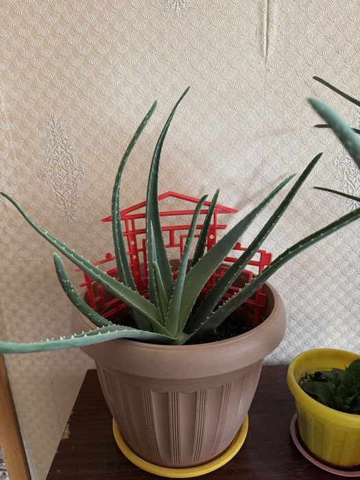 Алоэ, растение.