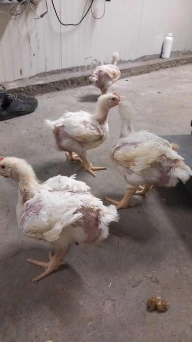 Pui rasă mixtă si pui albi de carne