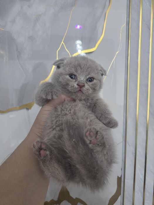 Шотландский фолд девичка и мальчик