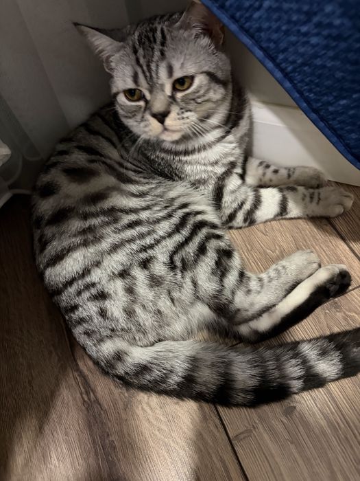 Отдам кота в добрые руки