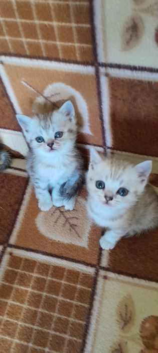 Шотландские котята