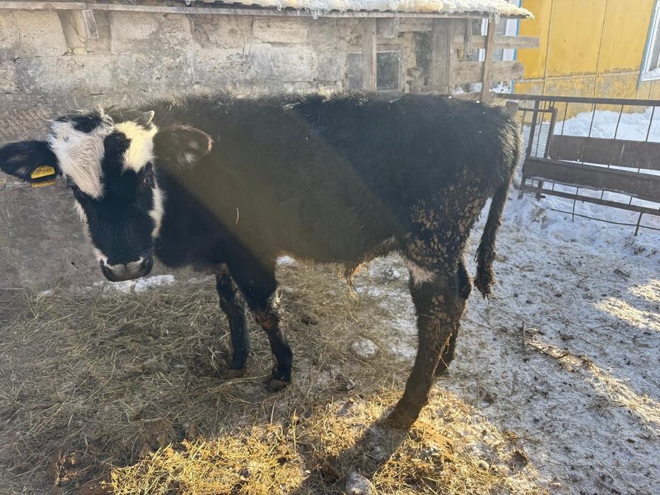 Продам молодняк 3 головы