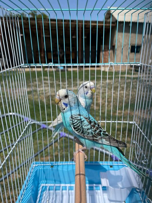 Продам пара попугай с клеткой