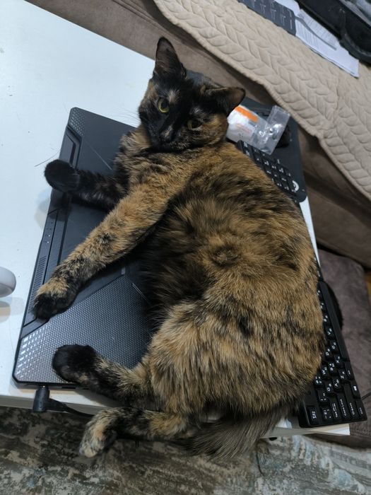 Кошка и кот в добрые руки