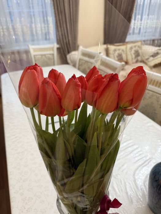 Тюльпаны 13 шт свежие