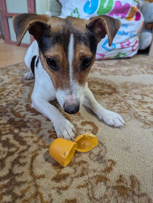 Подарявам Джак Ръсел момиче