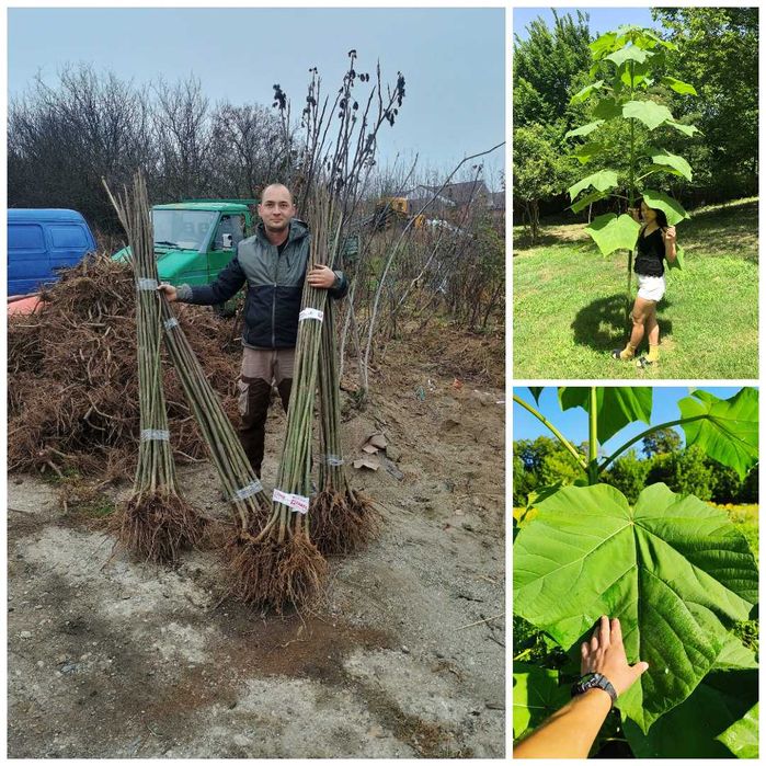 Albero Di Paulonia 'Shantong' - 1.5m Alto Resistente Fino A -27°C - Foto 3