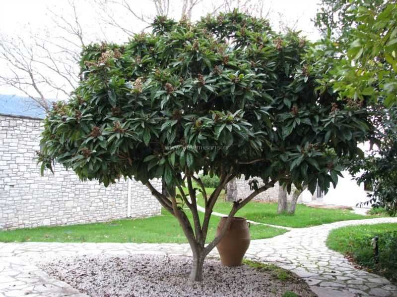 Японска мушмула (Eriobotrya japonica, Loquat)
