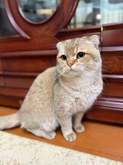 Шикарный кот шотландской вислоухой породы — золотая шиншилла