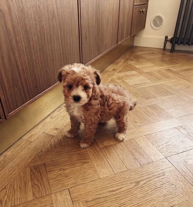 Maltipoo de talie mica 
Puiuțul este jucăuș, iubitor și foarte prietenos, perfect pentru apartament sau