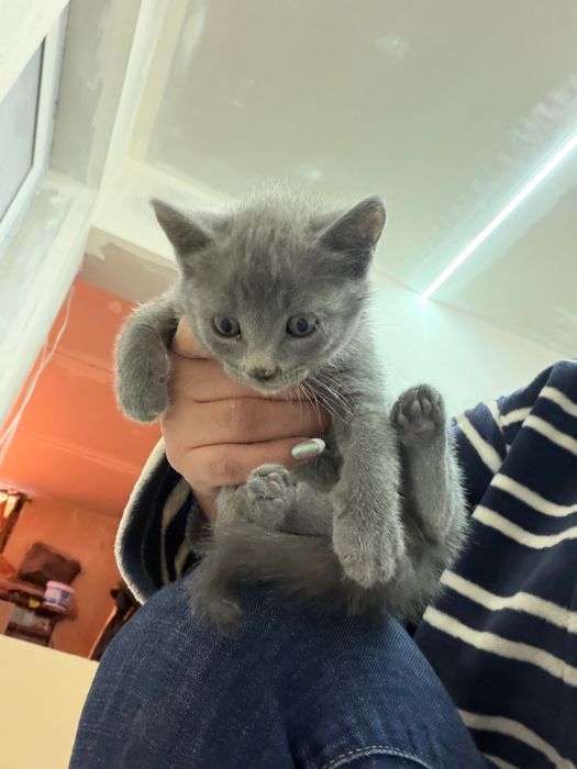 Котки шотландски клепоухи