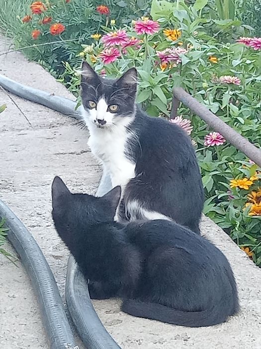 Отдам милых котят