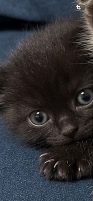 Котята шотландка девочка