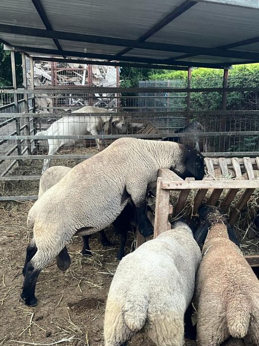 Oi, Miei si Berbeci Suffolk