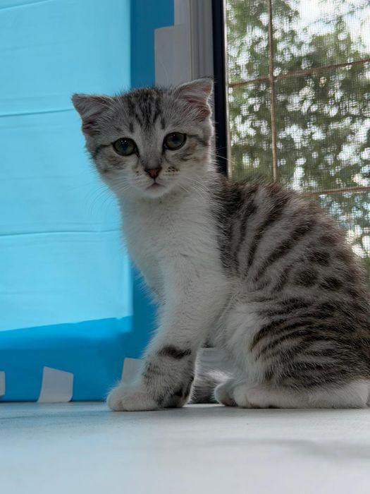Продаётся шотландская вислоухая кошечка