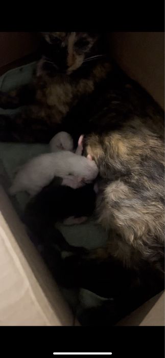 Отдам даром в хорошие руки