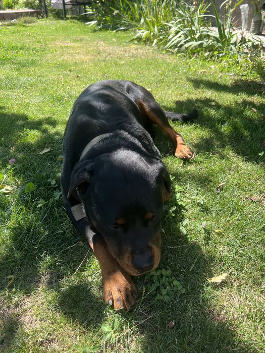 Ротвейлер на вязку