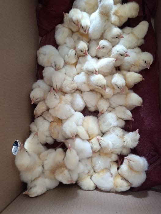 Бройлер, утята, гусята