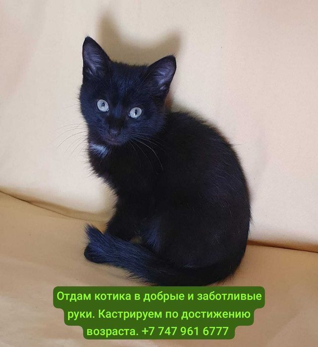 Отдам породистых и просто красивых котят разных по возрасту.