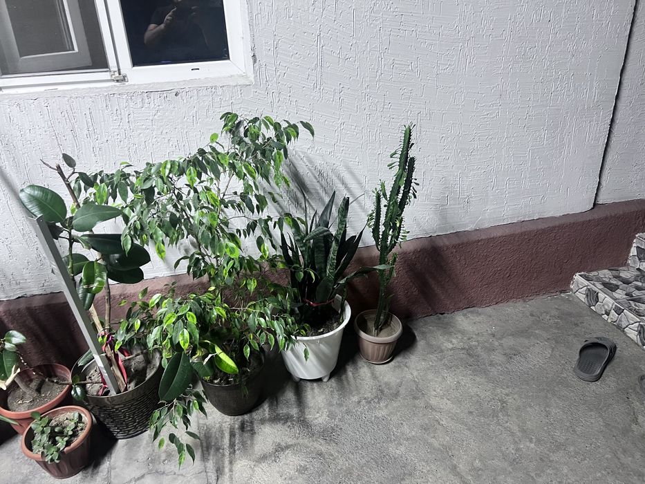 Комнатые цветы от 15.000