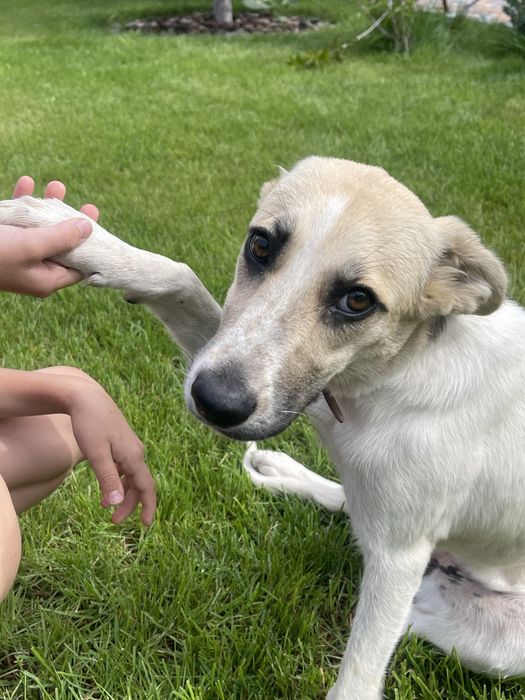 Пристраивается щенок!