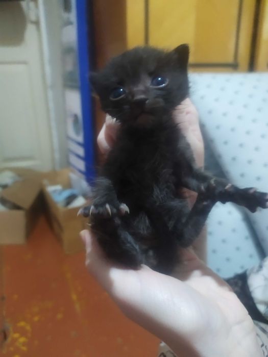 Маленький котенок в добрые руки