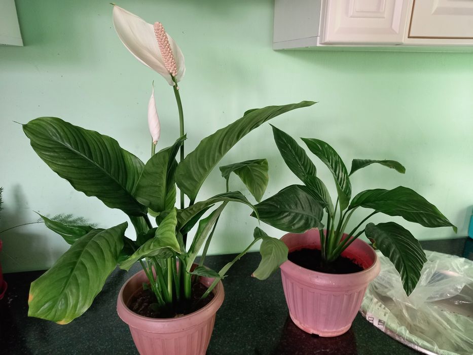 Комнатные цветы  по  2 тыс тенге