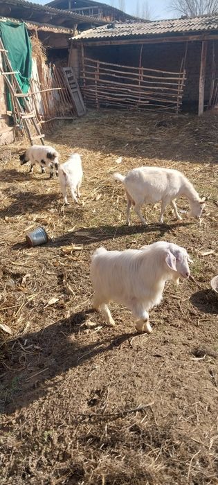 Zodor echkilar sotiladi