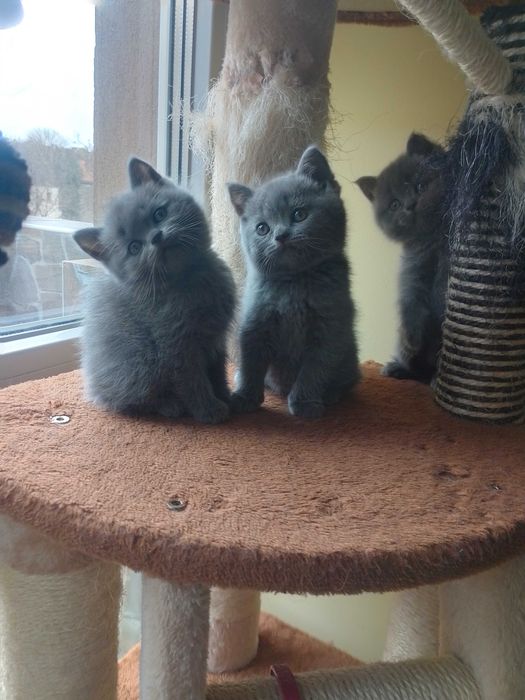 Британски принцеси