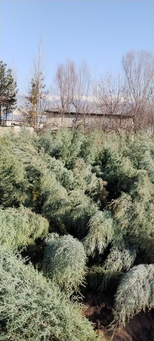 2 metrlik Galuboy keparis archalar optim sotiladi