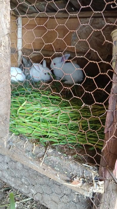 Vând iepurași albi de rasă