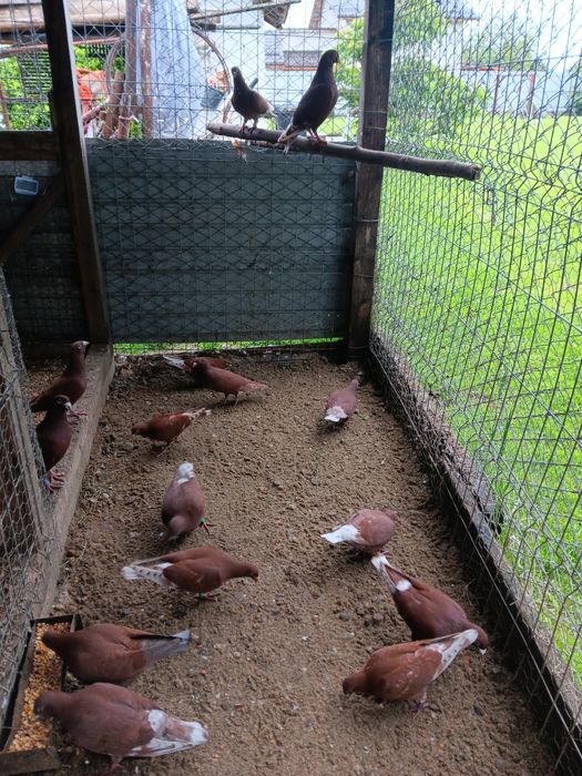 Porumbei rosii de bucuresti