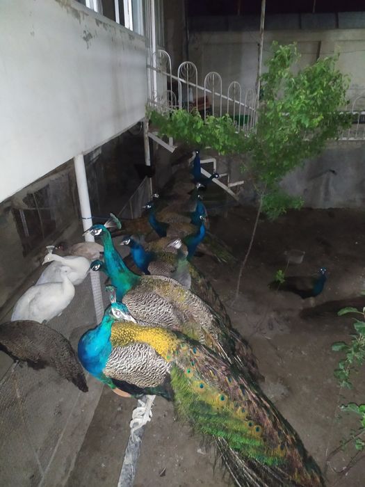 30 та товуслар сотилади