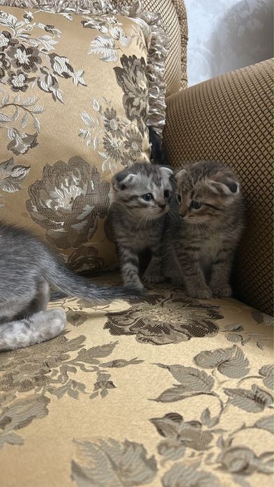 Продаются котята