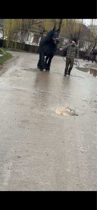 Vand iapa de 6 ani cu manza de 2 saptamani