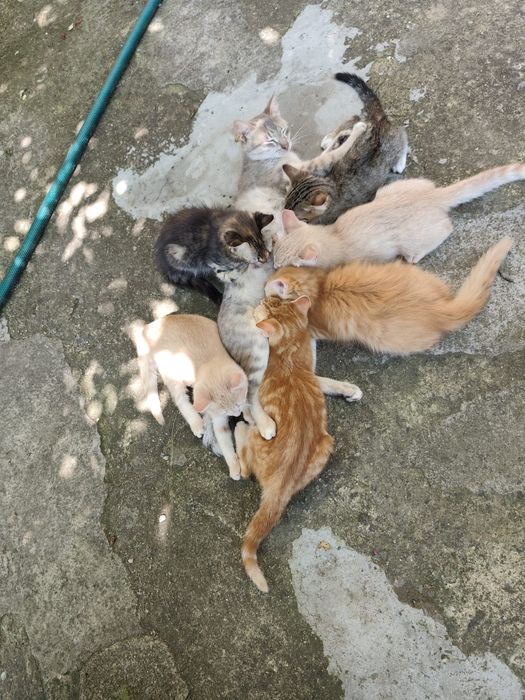 Подаряваме котета