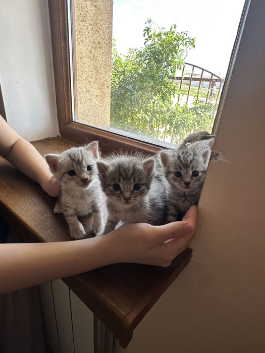 Кошка мысык мысық