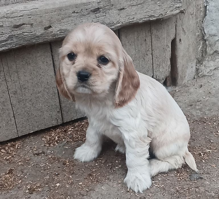 Кокер шпаньол Страхотни