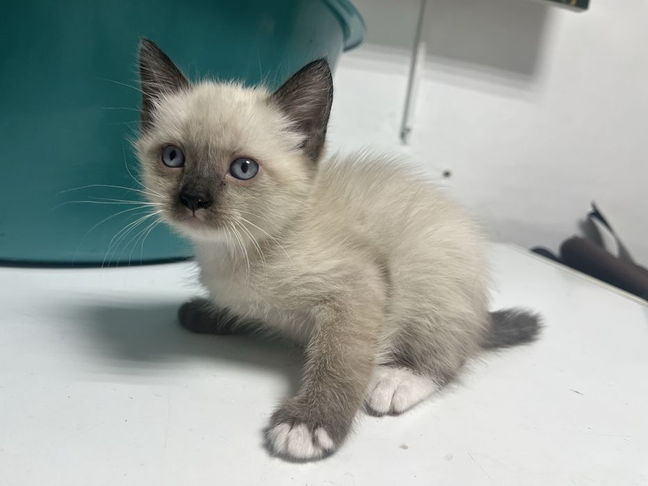 Отдаю котят даром,2 месяца