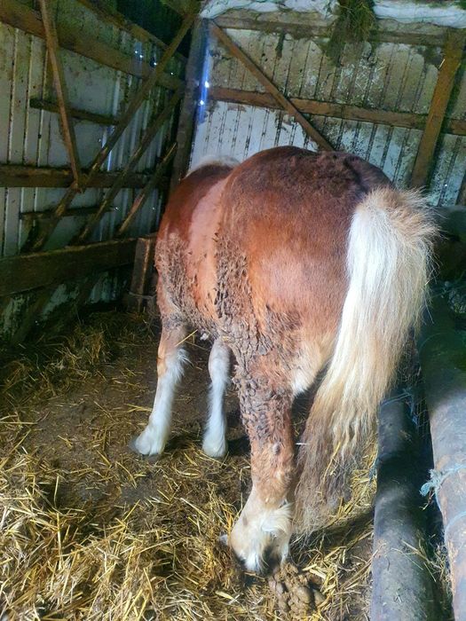 Schimb manza de 9 luni