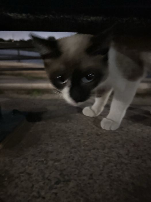 Взрослые ласковые котики в добрые руки!!!