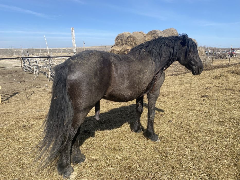 айгыр сатылады 2019