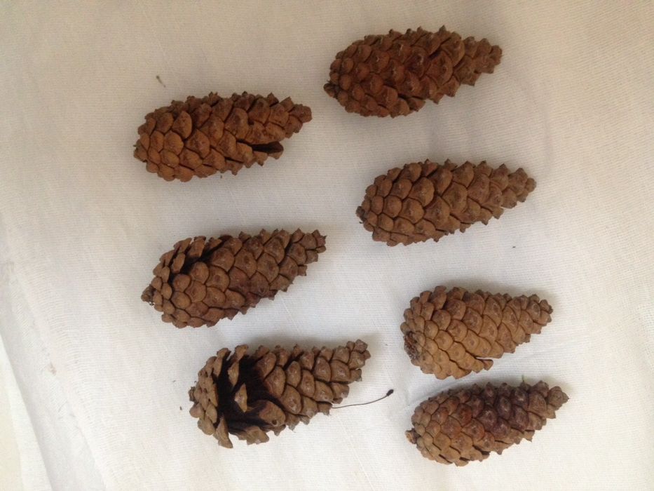 Сосновые шишки.