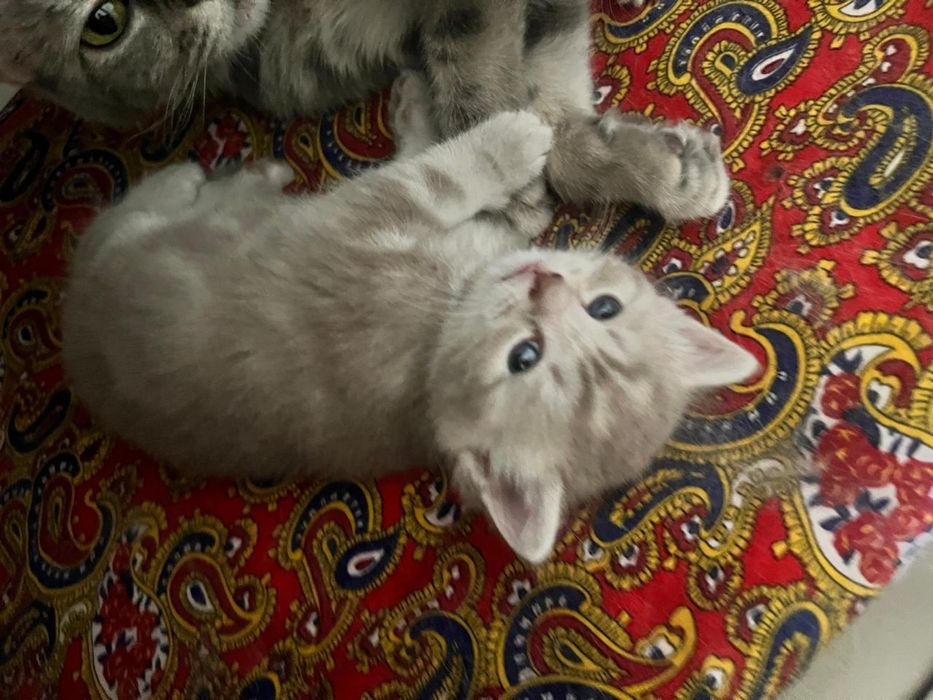 Продам Британских котят