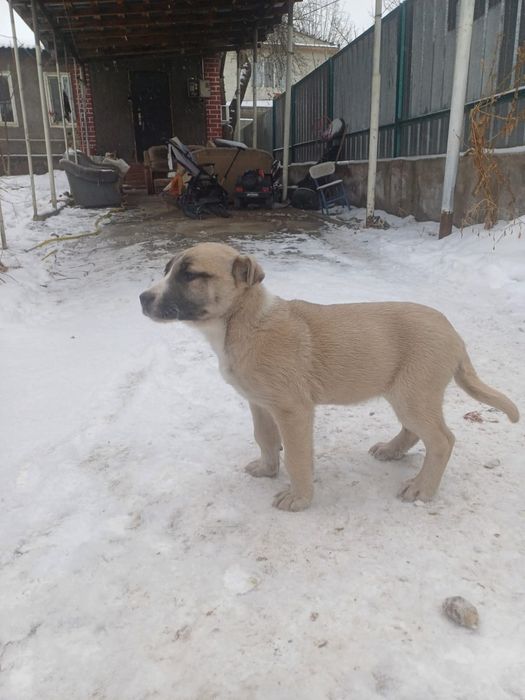 Продам щенка помесь