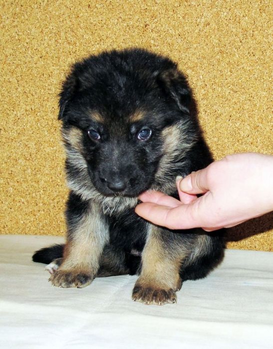 Щенки немецкой овчарки