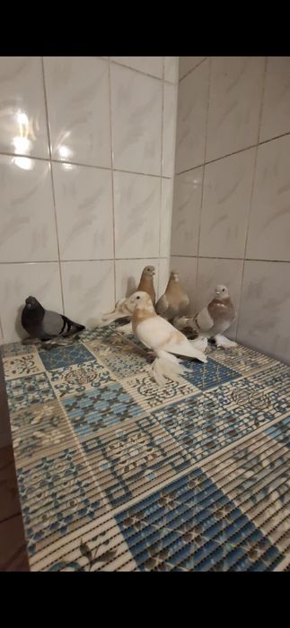 Голуби, тасман...