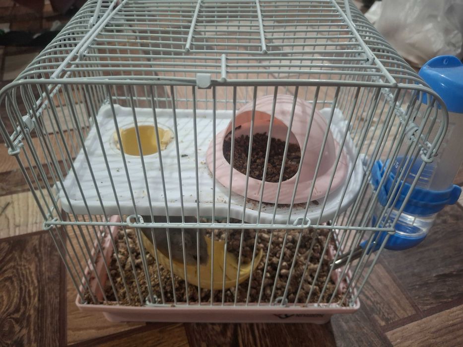 хомяк джунгарик продается