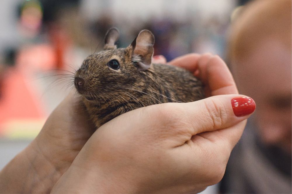 Продам белку дегу (чилийская дегу)
