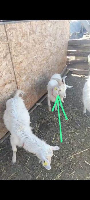 Текешіктер сатылады